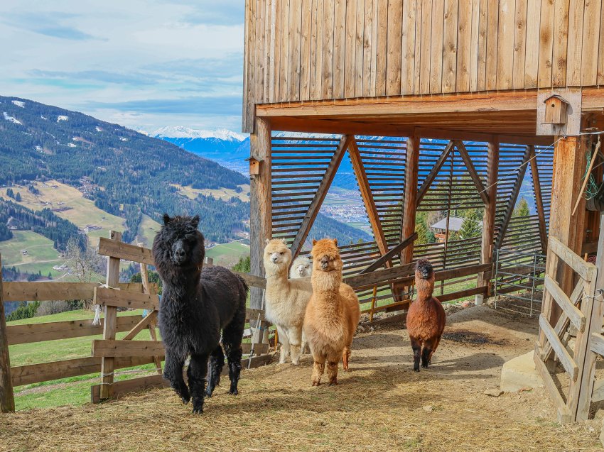 Besuch bei den Alpakas